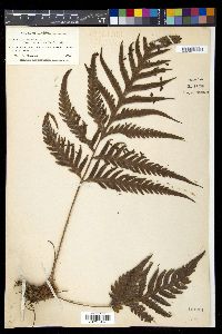 Woodwardia orientalis image