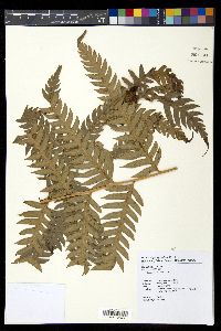 Woodwardia orientalis image