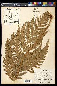Woodwardia orientalis image