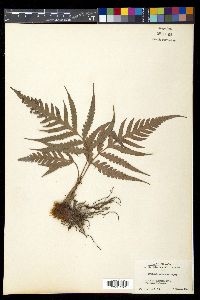 Woodwardia orientalis image