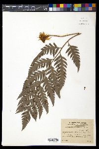 Woodwardia orientalis image