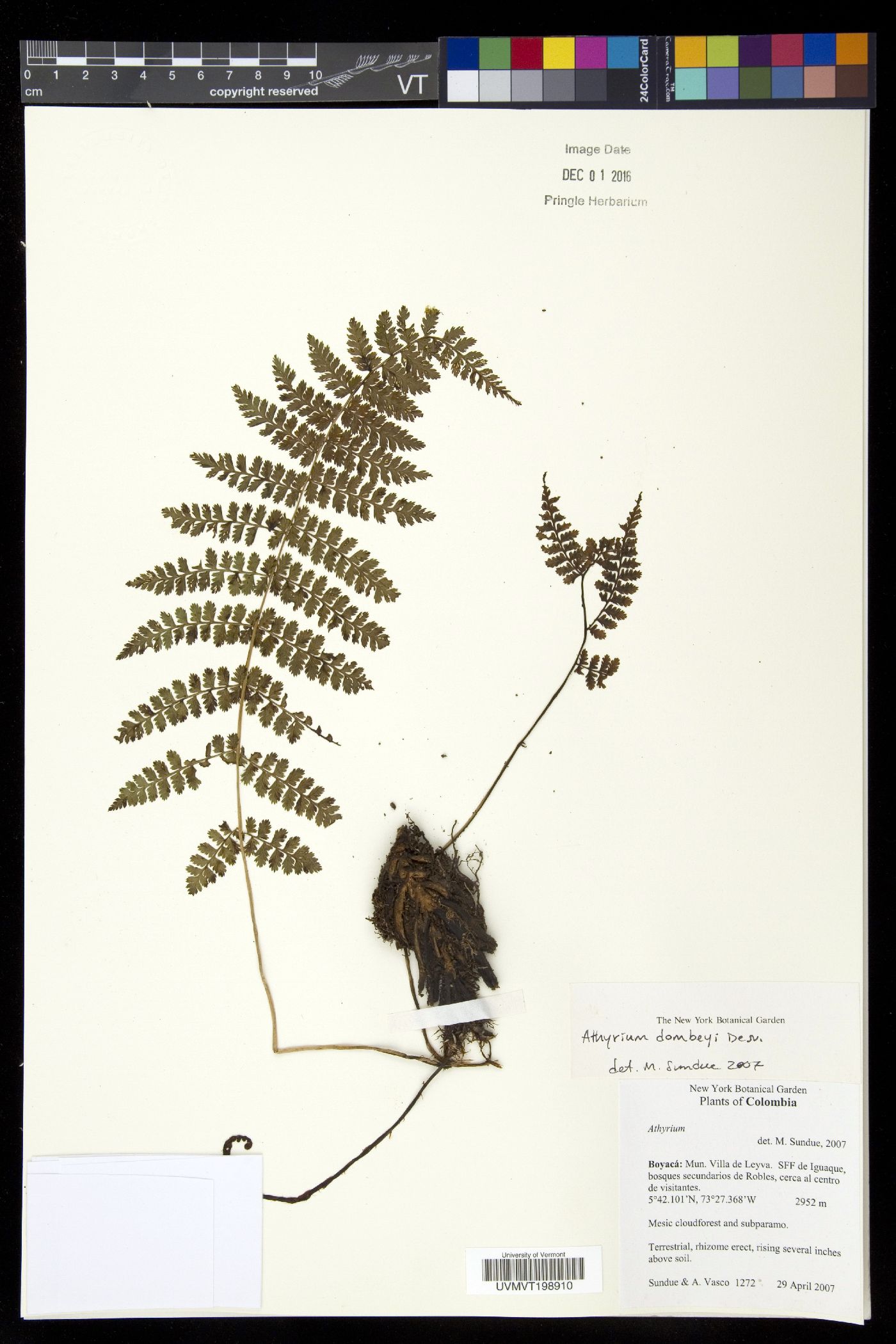 Athyrium dombeyi image