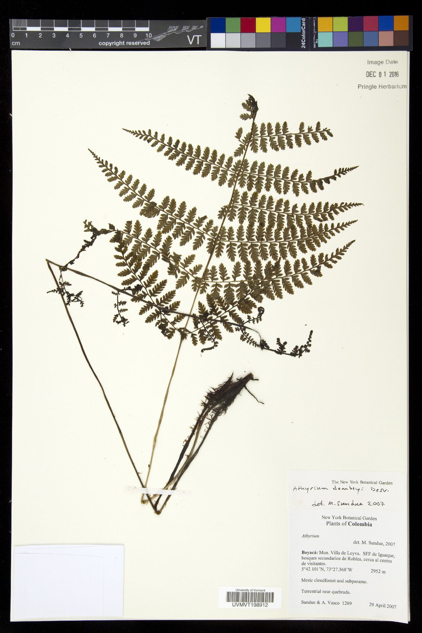 Athyrium dombeyi image