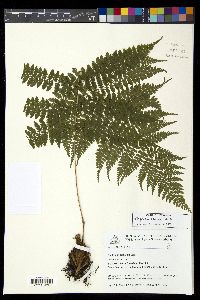 Athyrium dombeyi image