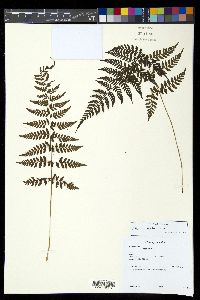 Athyrium dombeyi image