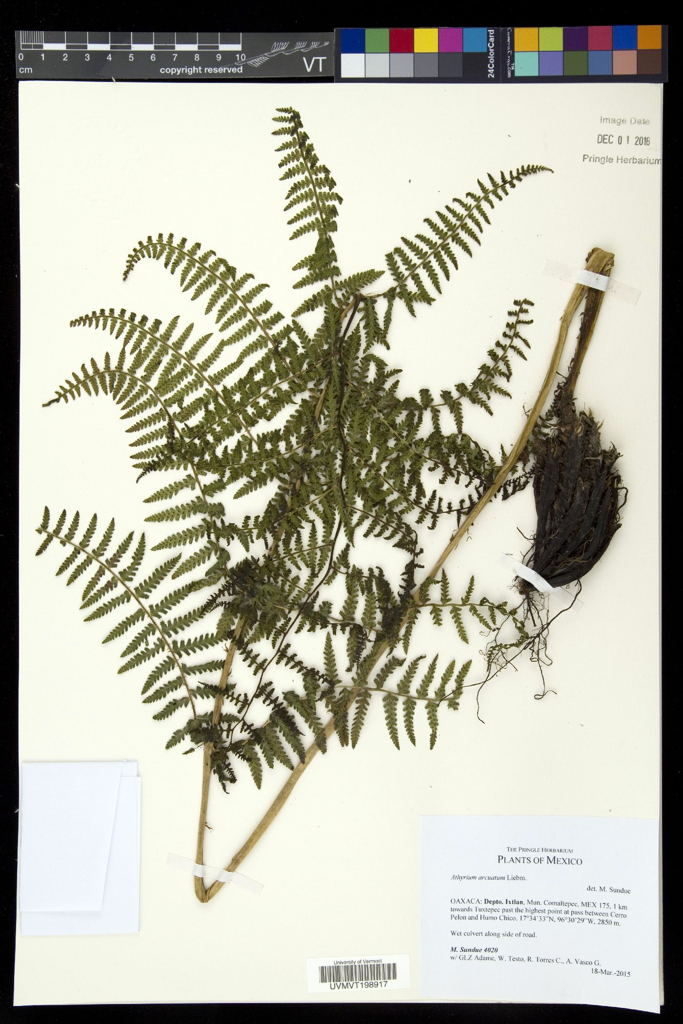 Athyrium arcuatum image