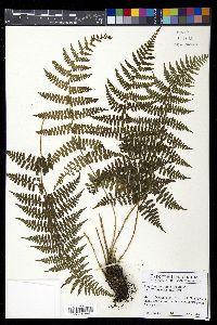 Athyrium bourgaei image