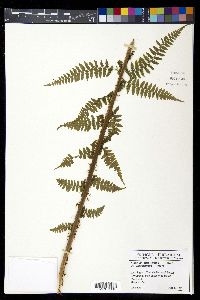 Athyrium asplenioides var. californicum image