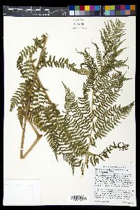 Athyrium asplenioides var. californicum image