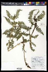 Athyrium asplenioides var. californicum image