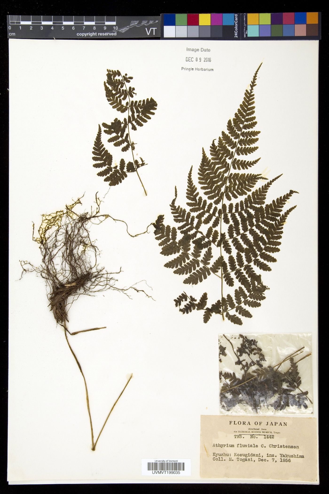 Athyrium banajaoense image