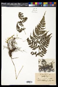 Athyrium banajaoense image