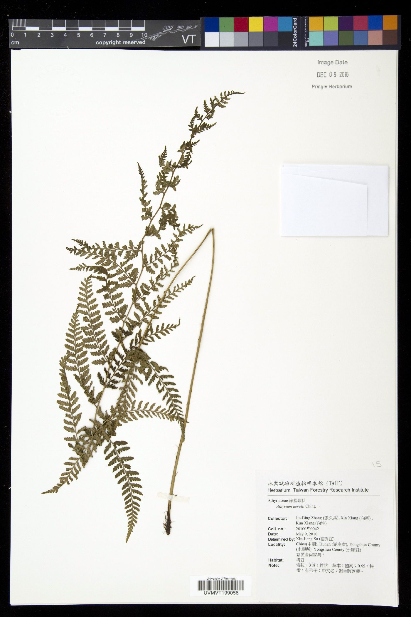 Athyrium devolii image
