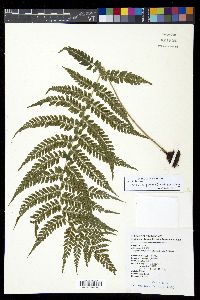 Athyrium delavayi image