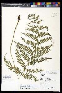 Athyrium subrigescens image