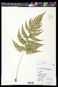 Athyrium delavayi image