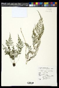 Athyrium cryptogrammoides image