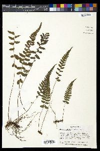 Deparia conilii image