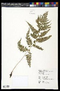 Athyrium clivicola image