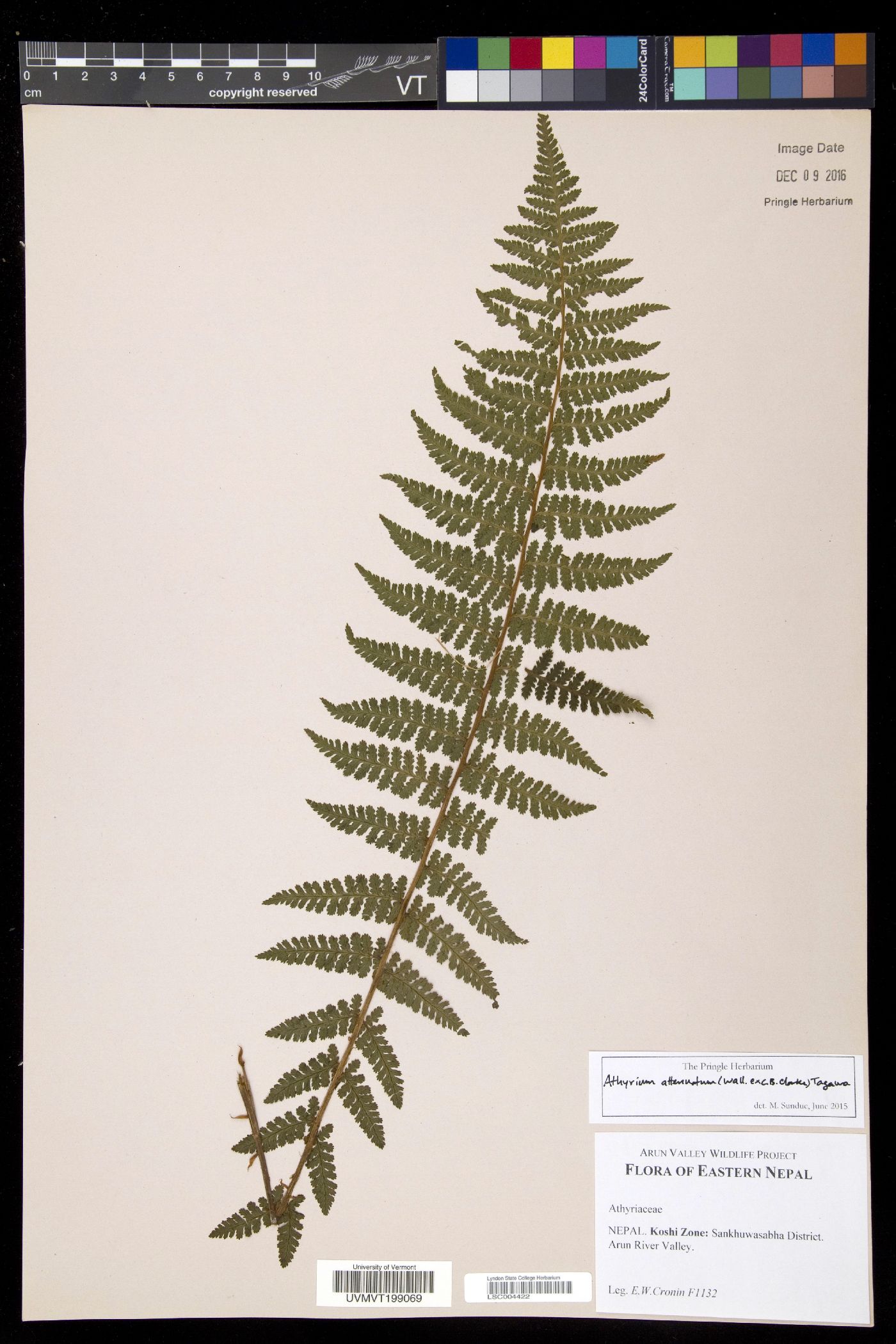 Athyrium attenuatum image