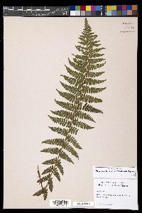 Athyrium attenuatum image