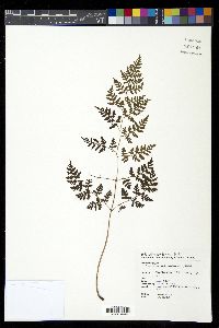 Athyrium atkinsonii image