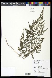 Athyrium atkinsonii image