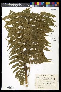 Diplazium polypodioides image