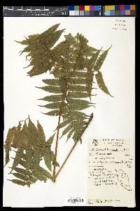 Diplazium polypodioides image
