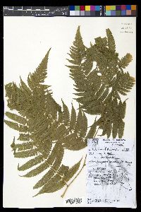 Diplazium polypodioides image