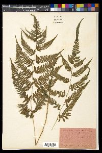 Anisocampium niponicum image