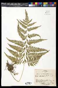 Anisocampium niponicum image