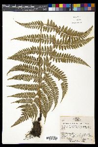 Athyrium otophorum image