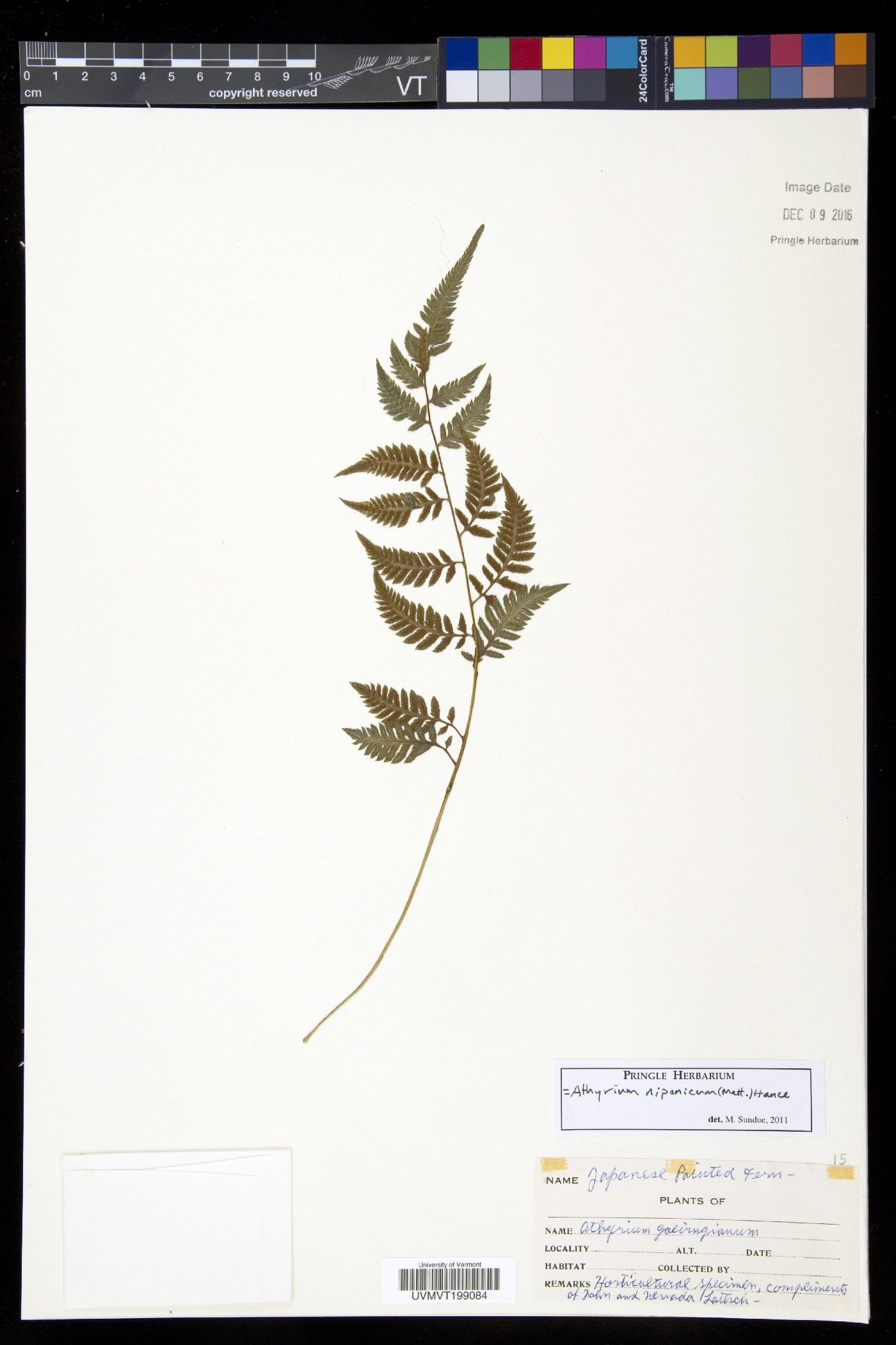 Anisocampium niponicum image