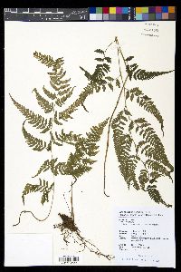 Anisocampium niponicum image