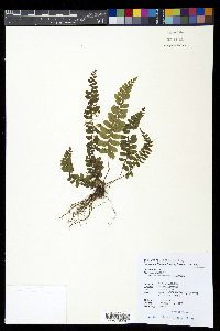 Athyrium nakanoi image