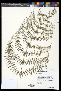 Athyrium microphyllum image