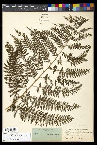 Athyrium microphyllum image