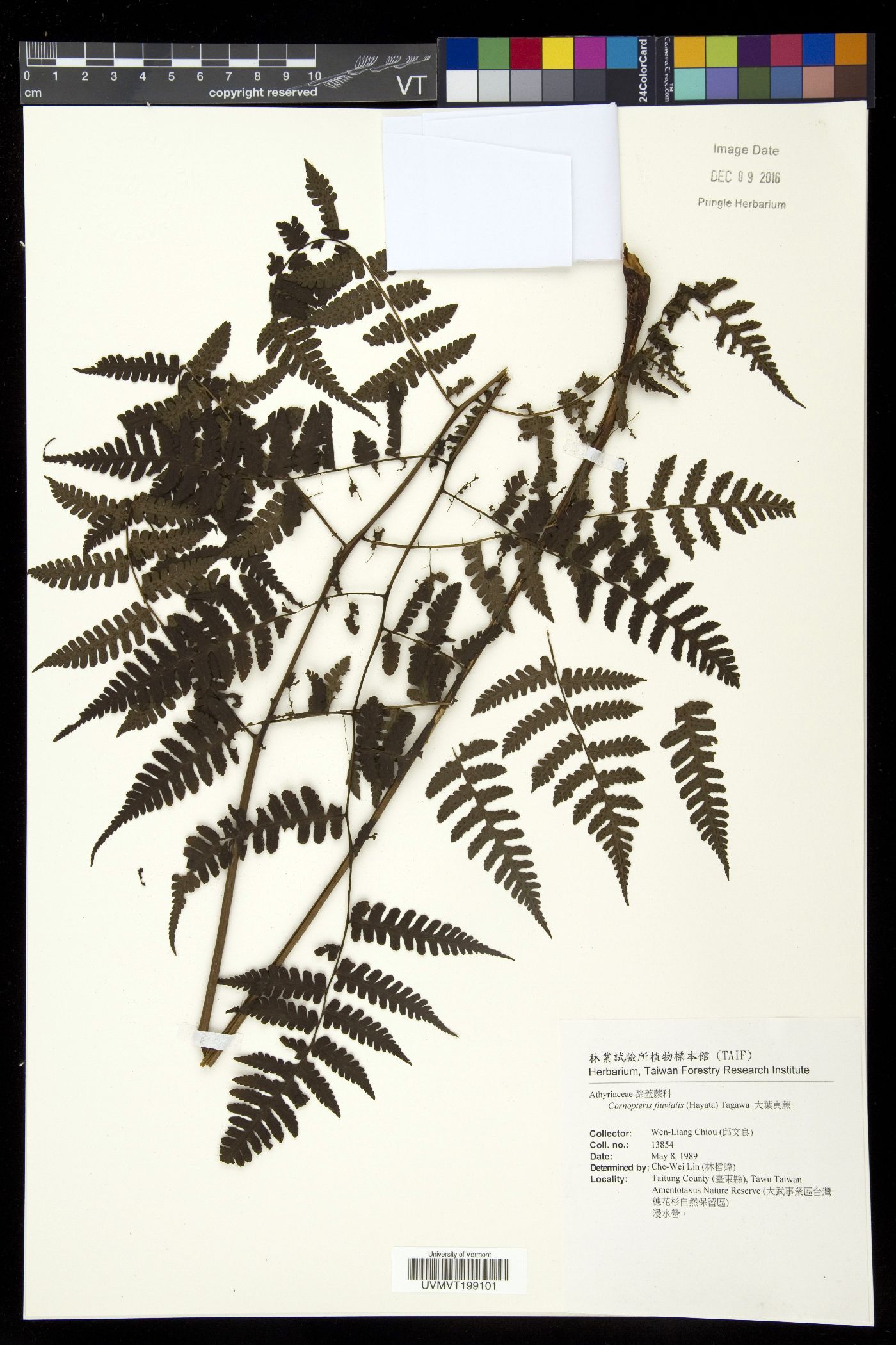 Athyrium banajaoense image