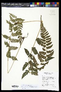 Athyrium strigillosum image