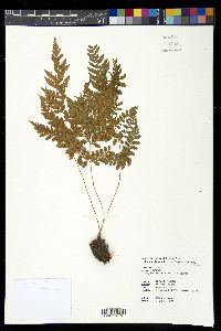 Athyrium vidalii image