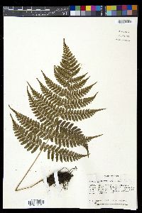Deparia unifurcata image