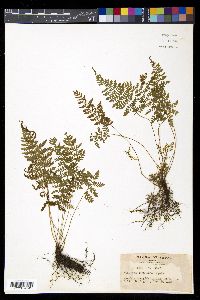 Athyrium tozanense image