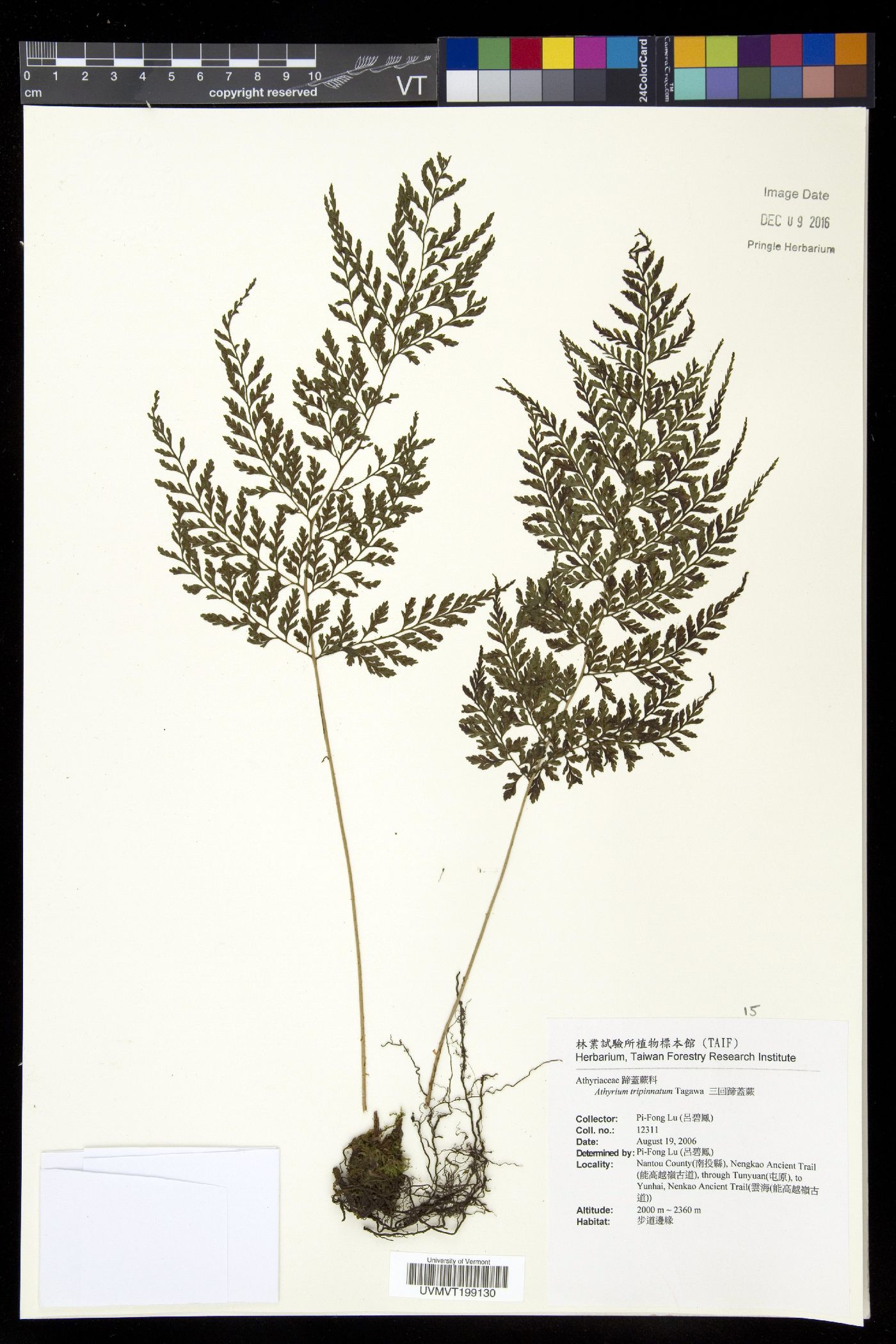 Athyrium tripinnatum image
