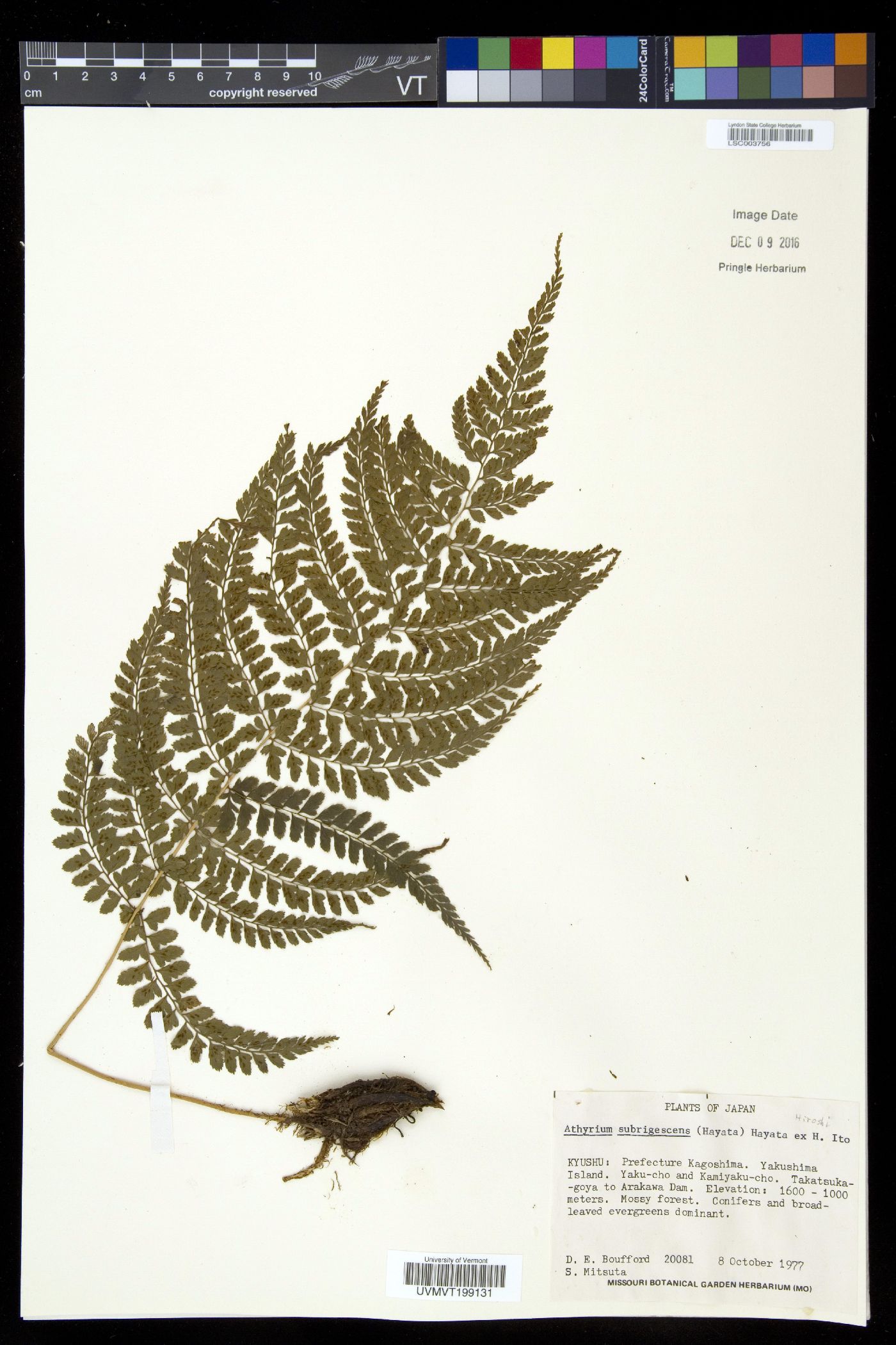 Athyrium subrigescens image