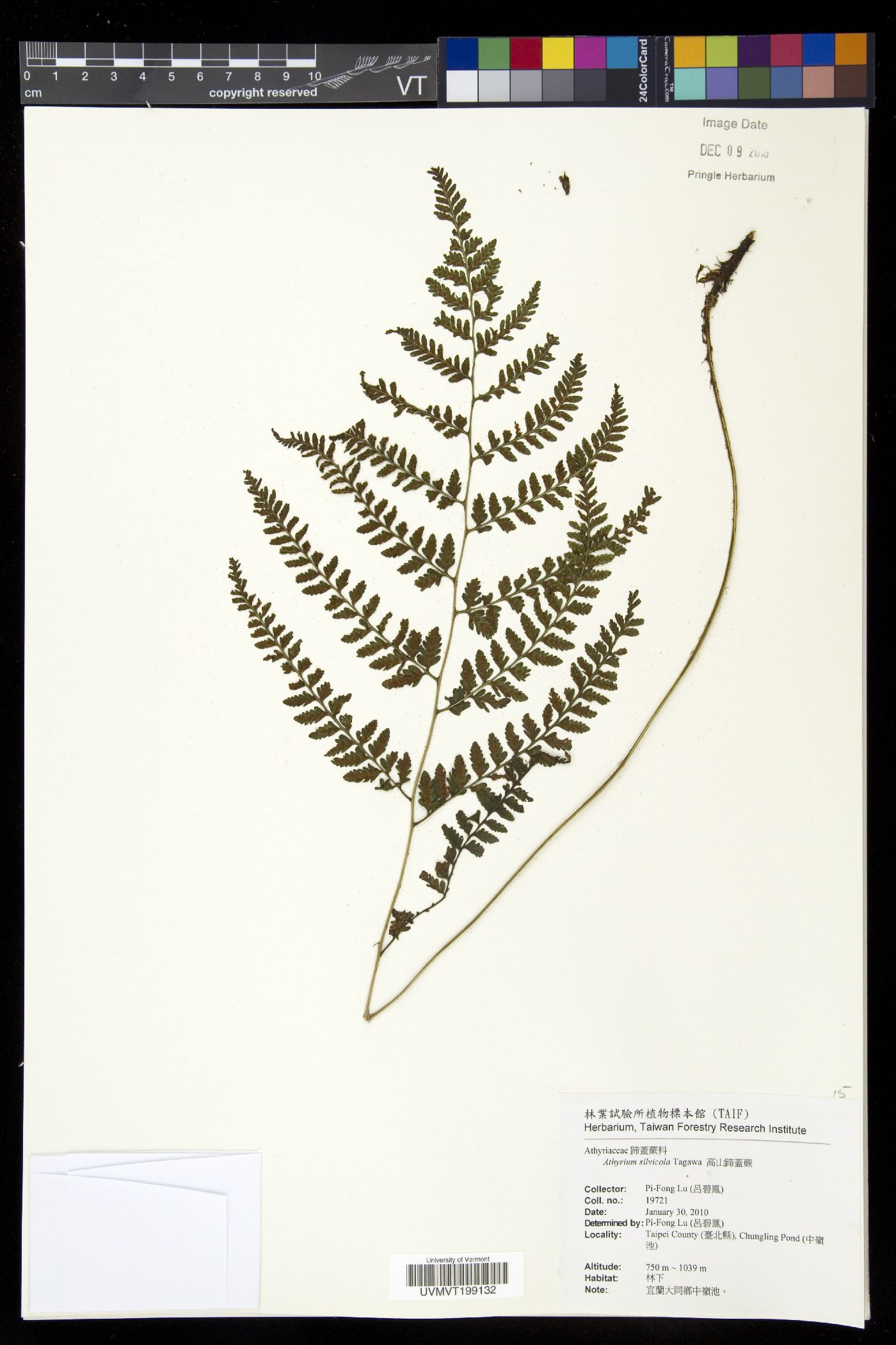 Athyrium silvicola image