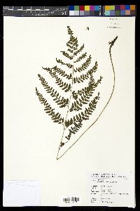 Athyrium silvicola image