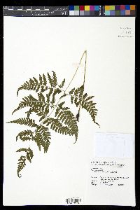 Athyrium silvicola image
