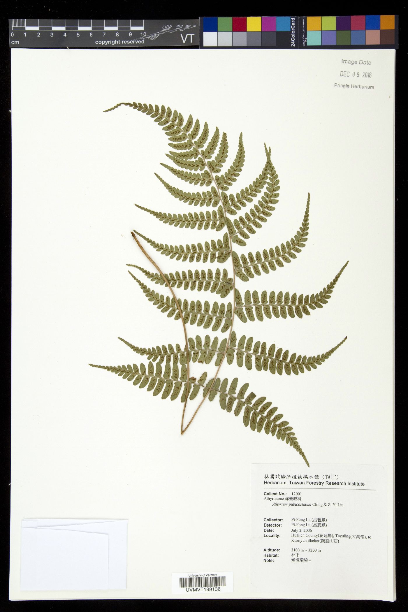 Athyrium pubicostatum image