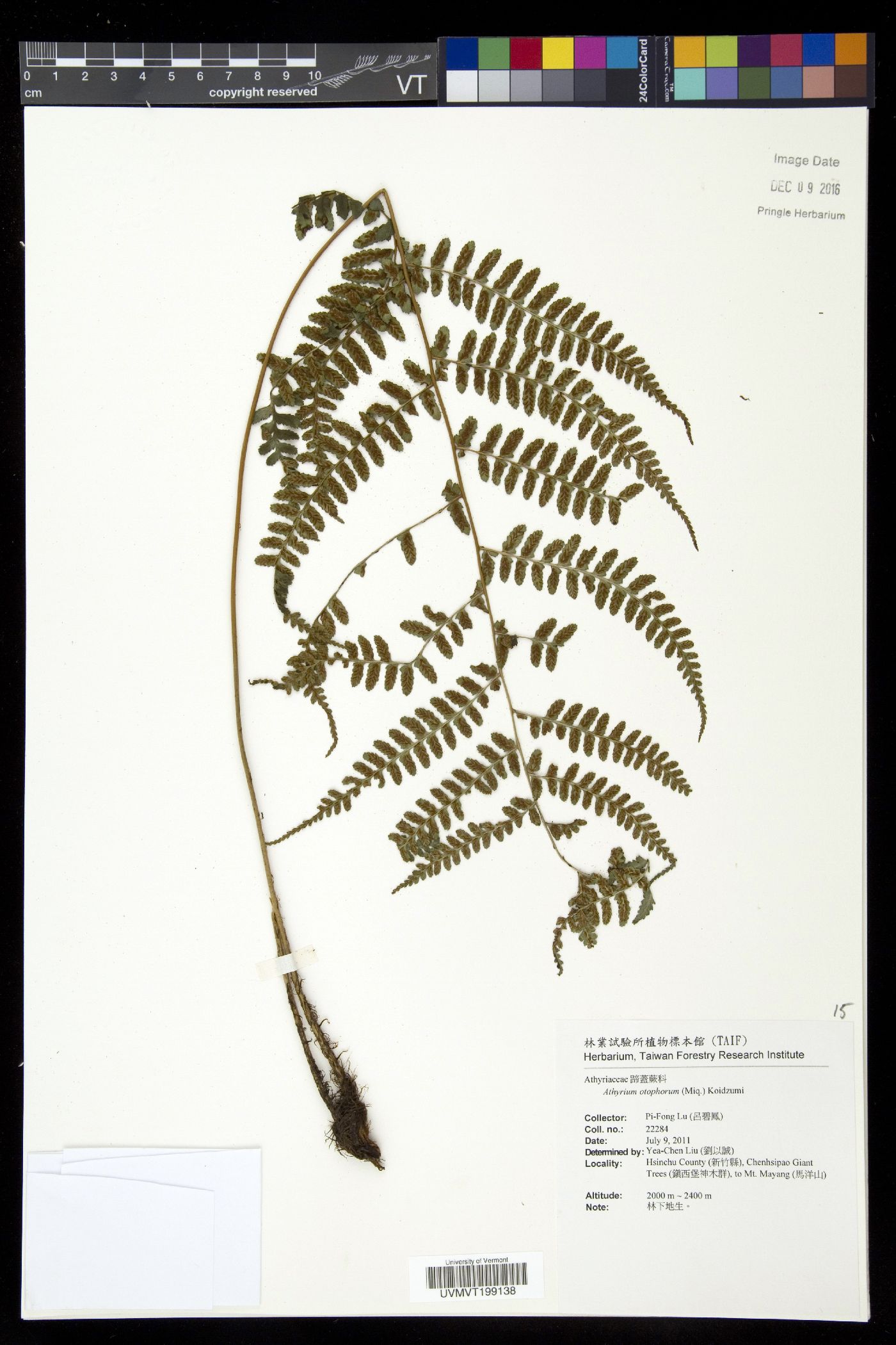 Athyrium otophorum image